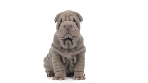 Shar pei puppy sitting and looking around