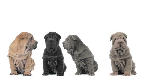 Four shar pei puppies sitting and looking around