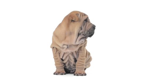 Shar pei puppy with hiccup sitting and looking around