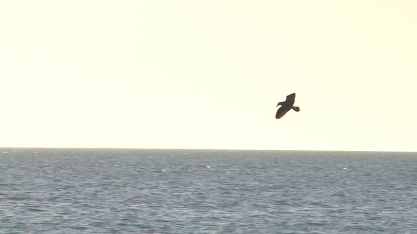 A seabird hovers and then dives into the sea in slow motion.