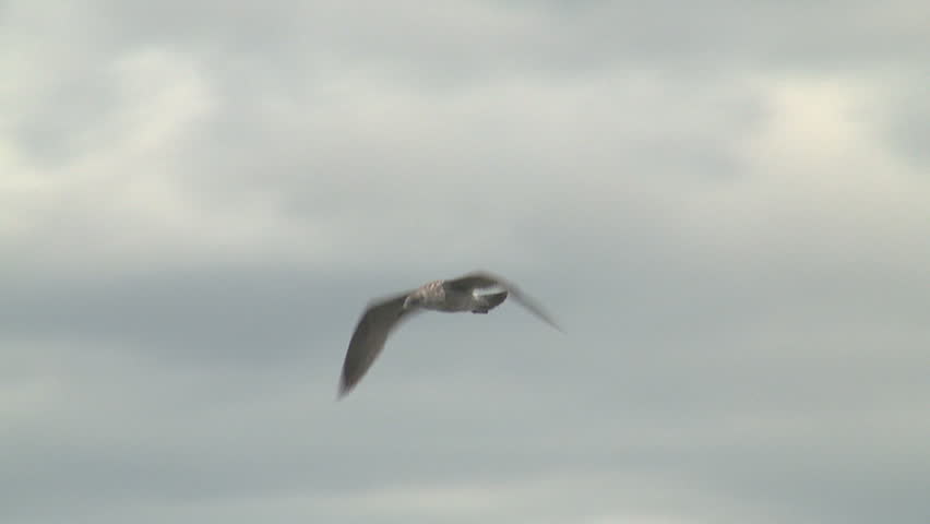 Slow motion of a seagull in flight