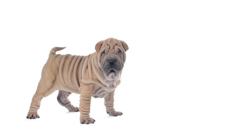 Shar pei puppy standing and looking around, then sits