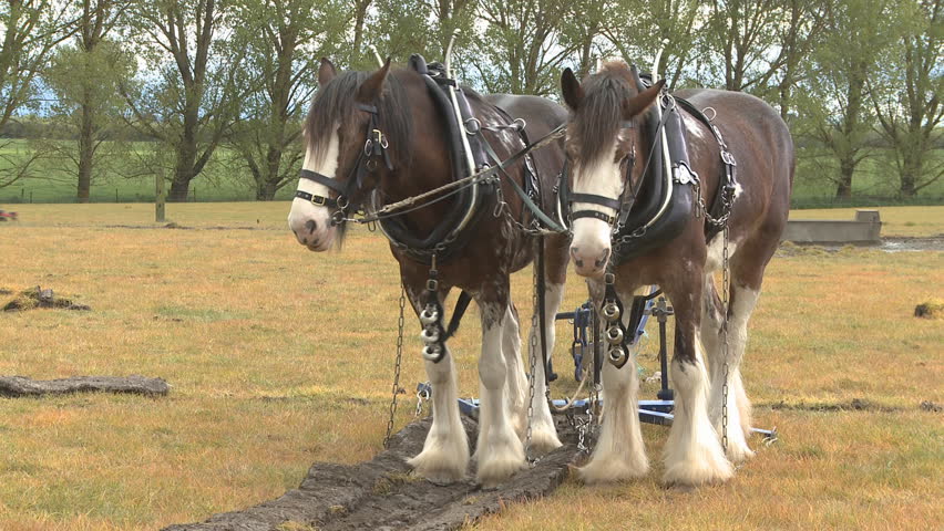 Two draft horses rest as they prepare to  pull a plough.