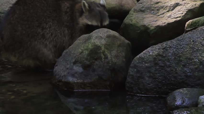 Raccoon in a Pond