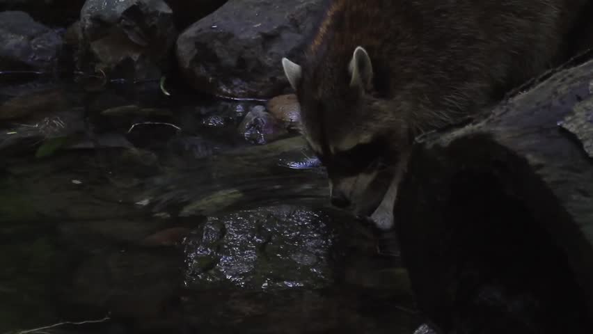 Raccoon Searching For Food
