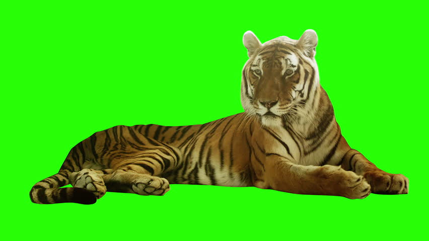 Tired tiger lying on green screen. Shot with red camera. Ready to be keyed. Royalty-Free Stock Footage #5111063