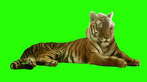Tired tiger lying on green screen. Shot with red camera. Ready to be keyed.