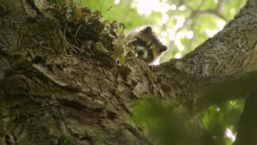 Small raccoon sitting in tree.