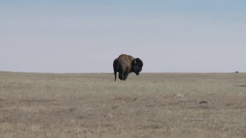 Buffalo grazing in Saskatchewan prairie.