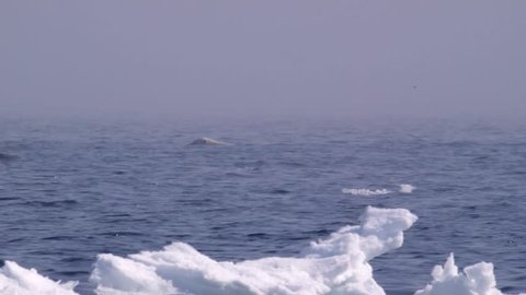 Polar bear swimming through the Arctic ocean. (Pan)