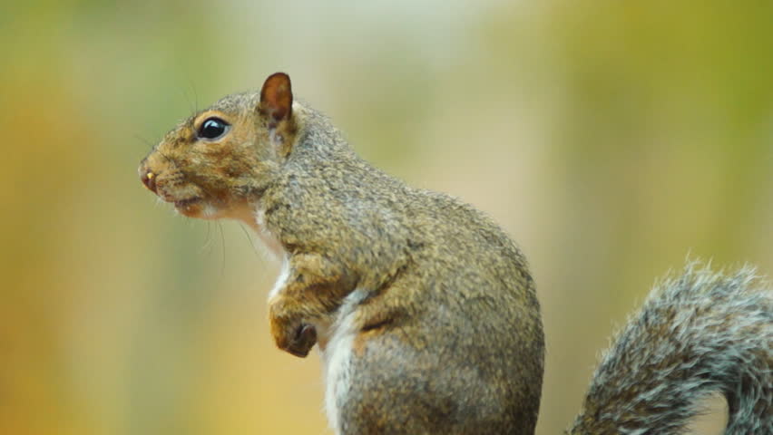 Grey Squirrel (Sciurus carolinensis) common tree dwelling mammal of the eastern