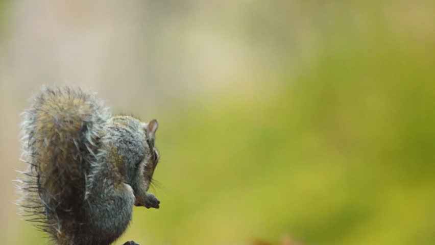 Grey Squirrel (Sciurus carolinensis) common tree dwelling mammal of the eastern
