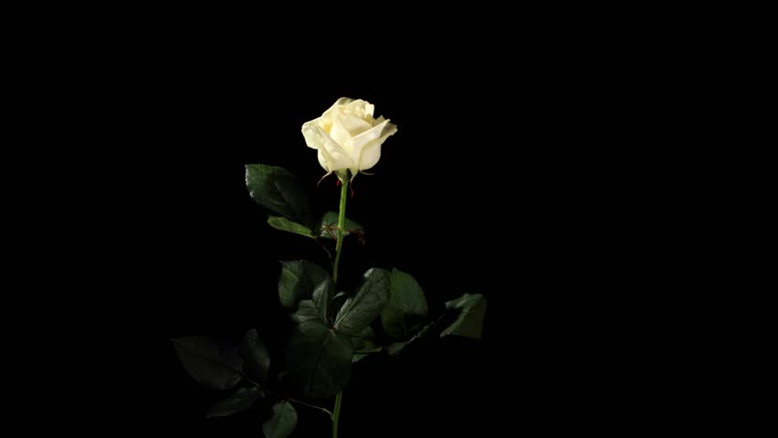 blooming white roses on black background Stock Footage Video (100% ...