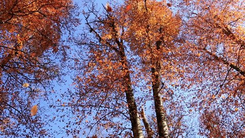 falling leaves forest in golden autumn season