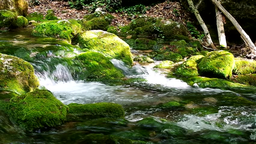 mountain river in summer,Altai Mountains,Russia.A mountain river flows among forest trees in summer.