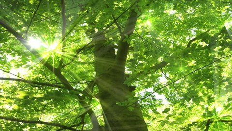 A beautiful tree with spring-green life foliage basking in radiant sunlight :Seamless looping clip.