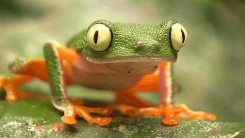 Leaf Frog (Hylomantis hulli) In the Ecuadorian Amazon Stock Video