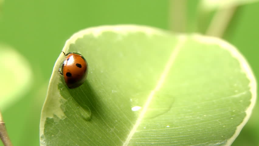  ladybug shot on macro
