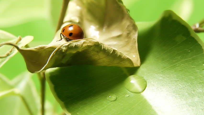  ladybug shot on macro