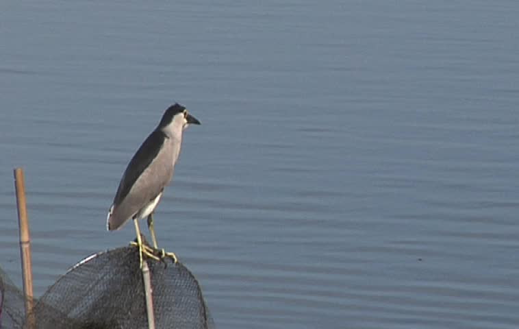 Black-crowned Night Heron