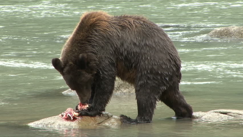 A brown bear eating a salmon is dive bombed by a crow
