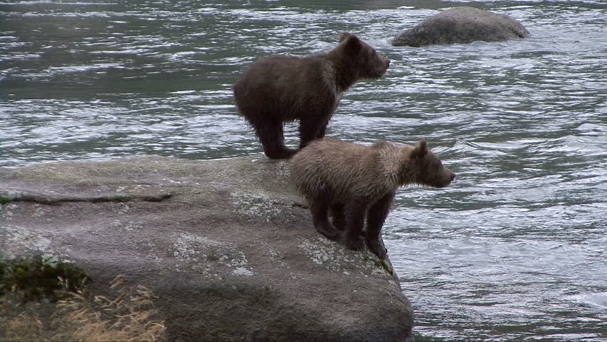 Brown bear cubs cry for mother from large rock in Chilkoot River
