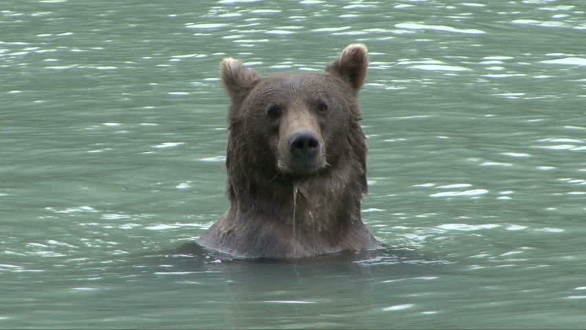 A brown bear's head shows above the water 
