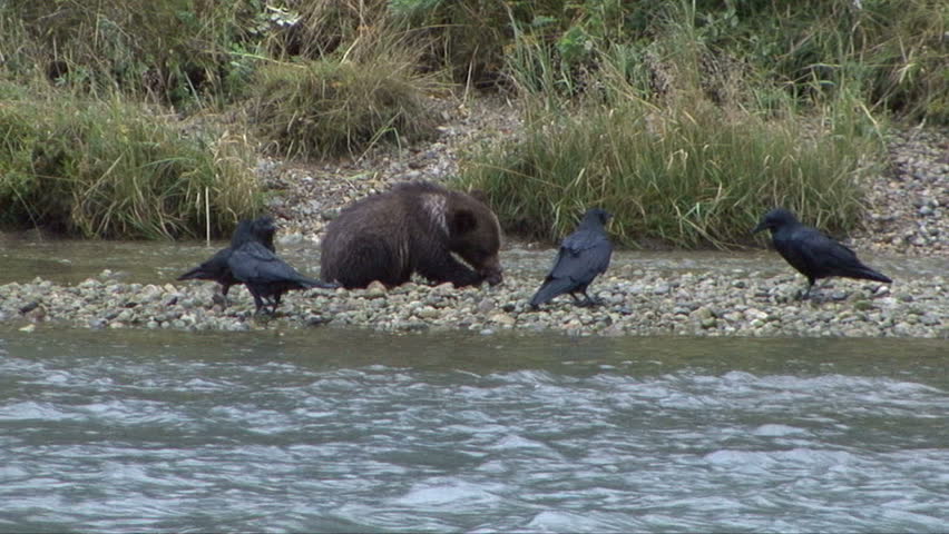 Crows surround brown bear cub eating salmon

