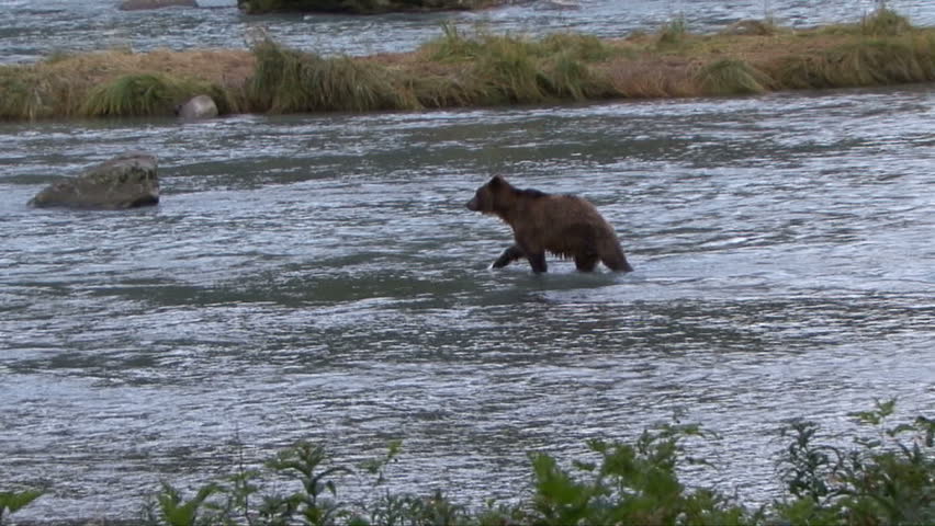 A brown bear mother jumps and catches a salmon in the Chilkoot  River
