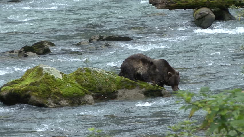 A brown bear mother and cub move to a moss covered rock
