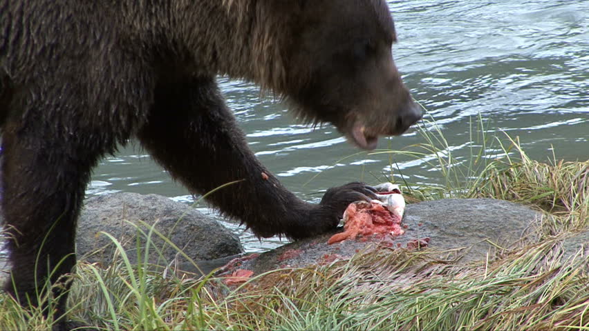 Extreme close up of brown bear using claws to eat salmon
