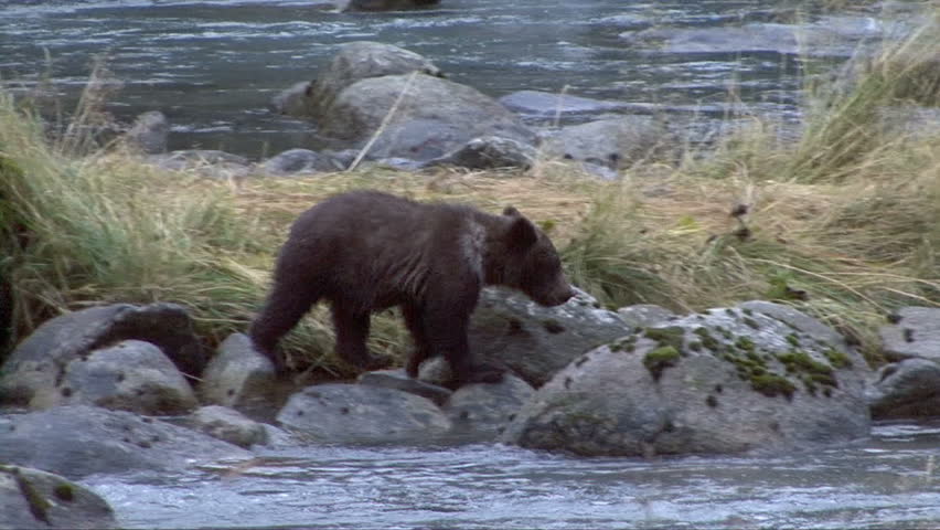 Brown bear cubs move among the rocks in the Chilkoot River

