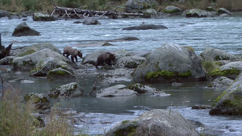 Brown bear cubs follow mother down Chilkoot River
