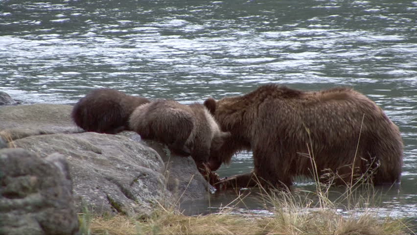 Brown bear cubs on rock watch mother eat salmon
