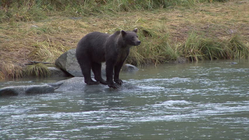 A brown bear leaps from a boulder into the Chilkoot River to catch a salmon
