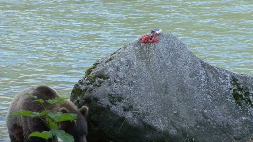 A brown bear finds the remains of a salmon on a large boulder
