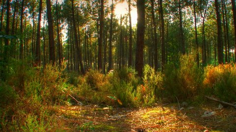Sunset beams through trees in forest, HD motorized time lapse clip, high dynamic range imaging