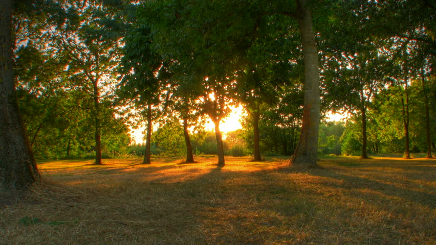 Sunset beams through trees in park, HD motorized time lapse clip, high dynamic