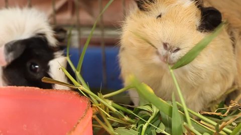 guinea pig eat the grass