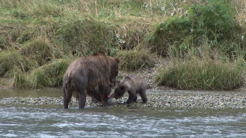 Brown bear cubs run to their mother who has a salmon
