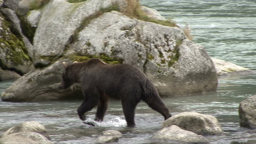 A brown bear wanders among huge boulders in the Chilkoot River
