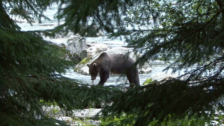 A brown bear is framed by spruce trees as it eats a salmon
