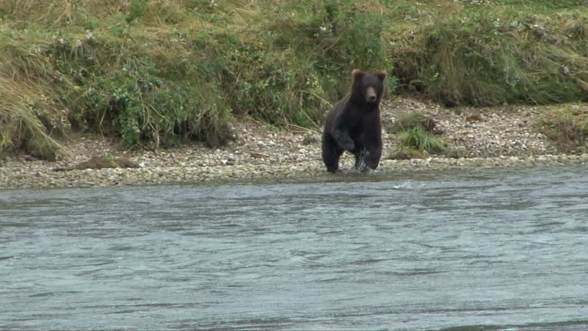 A brown bear runs down shore and leaps and stands in the Chilkoot River

