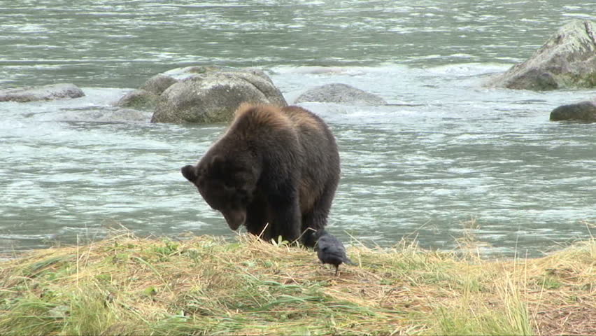 A brown bear snears at a crow while eating a fish
