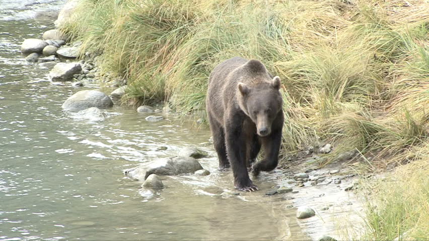 A brown bear walks thou the grass along the shore of the Chilkoot River
