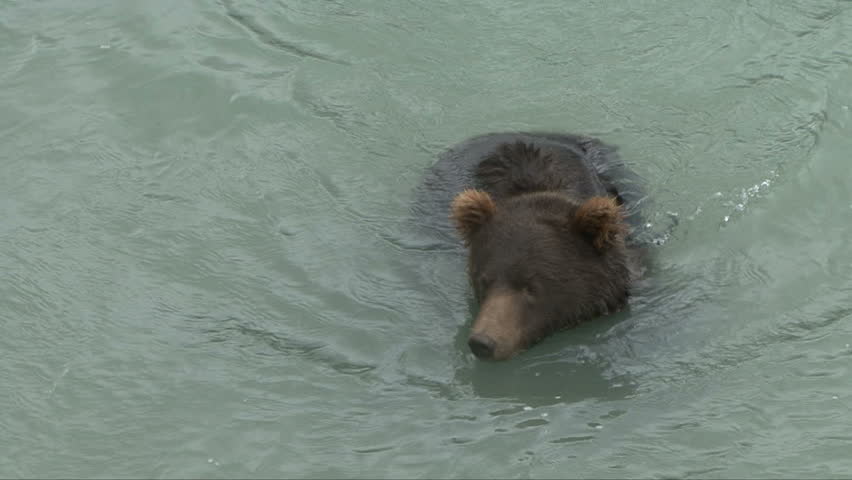A brown bear swims in Chilkoot River
