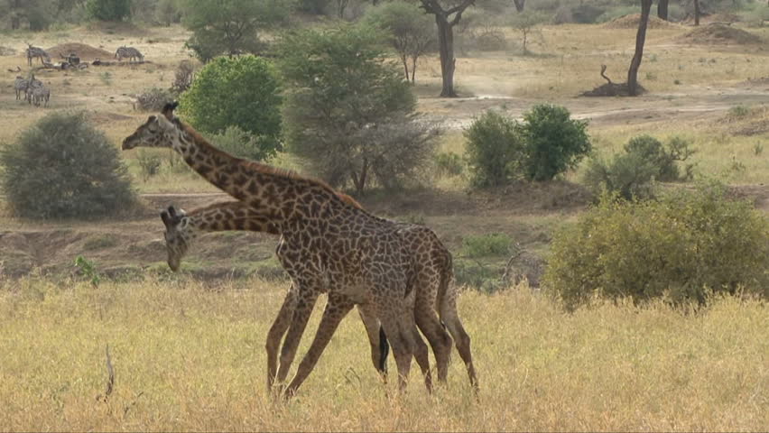 Slow motion clip of giraffe necking (fighting) in Tanzania, Africa
