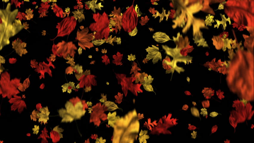 Falling leaves in stylized autumn colors drift down in a seamless loop against a