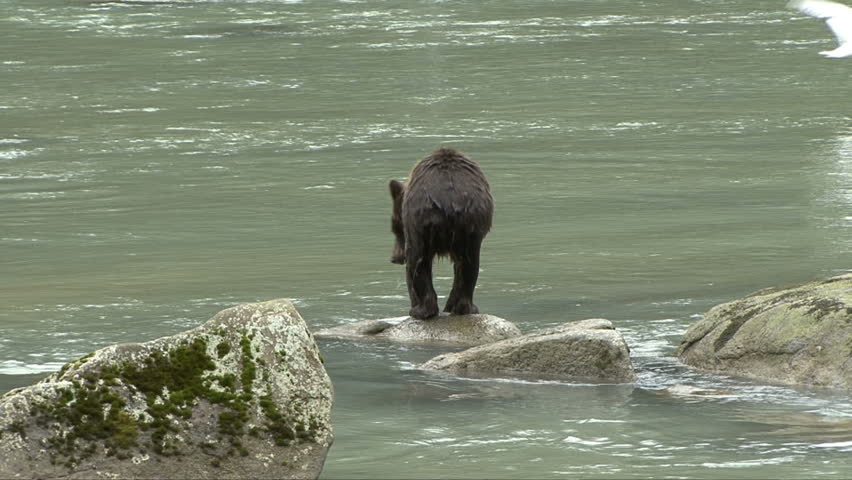 A brown bear slips and falls on the rocks in the Chilkoot River
