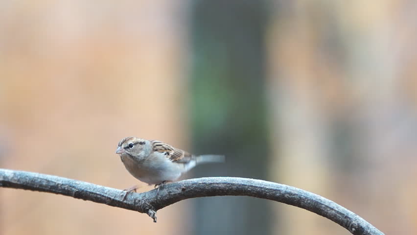 Finch female, November in Georgia. Slow motion, 1/2 natural speed.